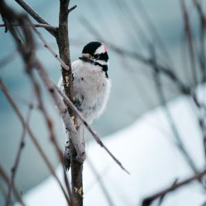 Hoe kan ik vogels voeren in de winter?