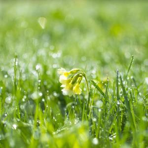 Wat zijn de algemene tuintips voor juni?