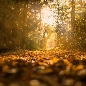 Wat zijn de algemene tuintips voor november?